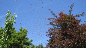 swarm d july 2017